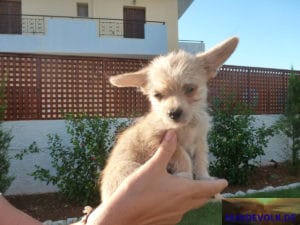 Malia Stray Puppies: Yoda