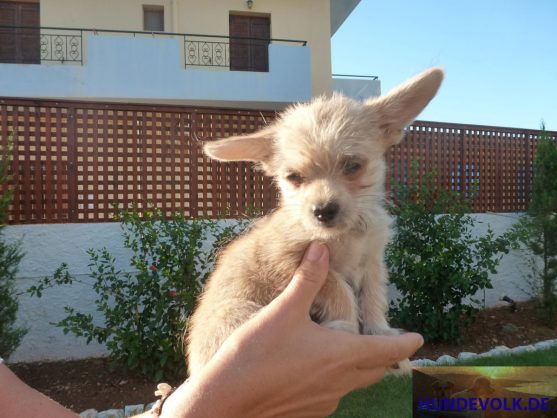 Malia Puppies 08