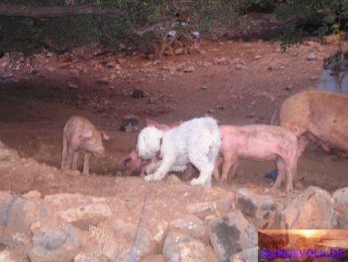 chelsea pigs 005
