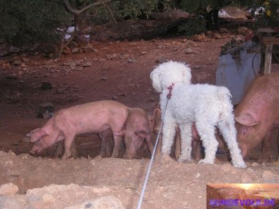 chelsea pigs 008
