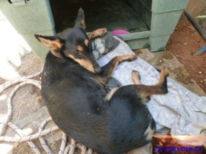 Angefahrener Hund Shadow