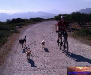 Angefahrener Hund Shadow