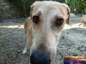 Rescue-Hündin Canella