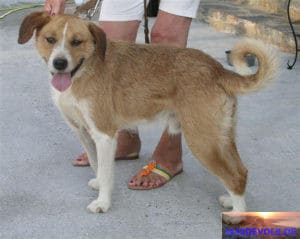 Ketten-Hund Kasperi