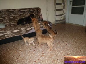 Malia Strays 01