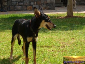 Angefahrener Hund Shadow