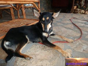 Angefahrener Hund Shadow