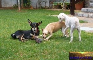 Angefahrener Hund Shadow