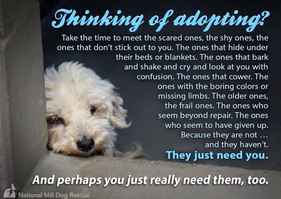 Thinking about adoption