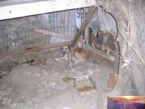 Ketten-Hund Kasperi