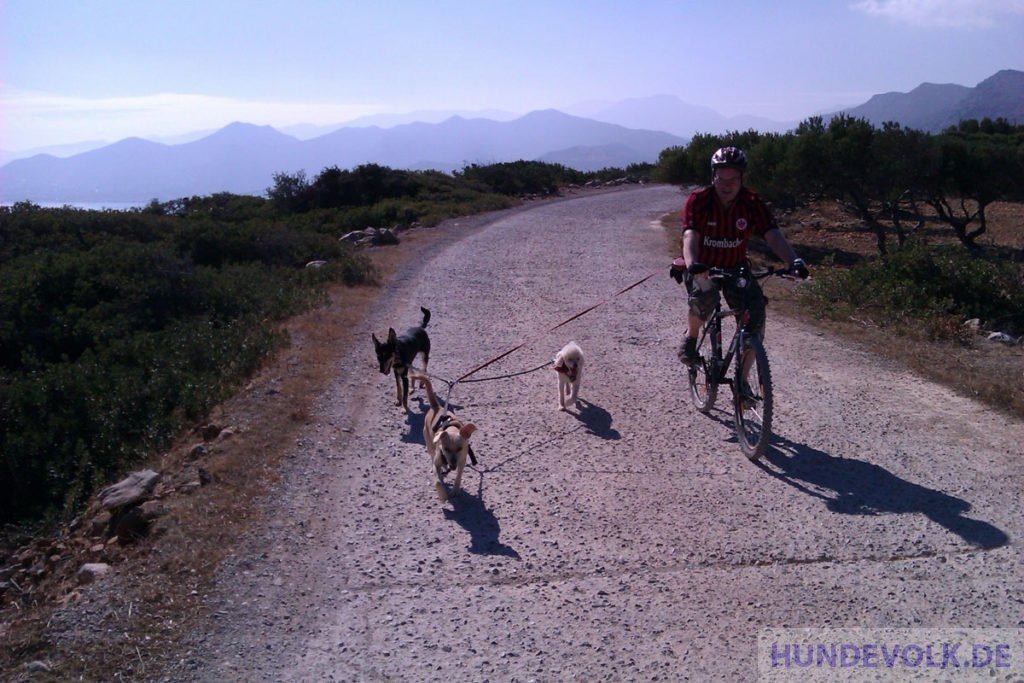 Fahrrad-Tour mit mehreren Hunden