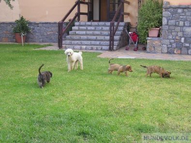 chelsea puppies