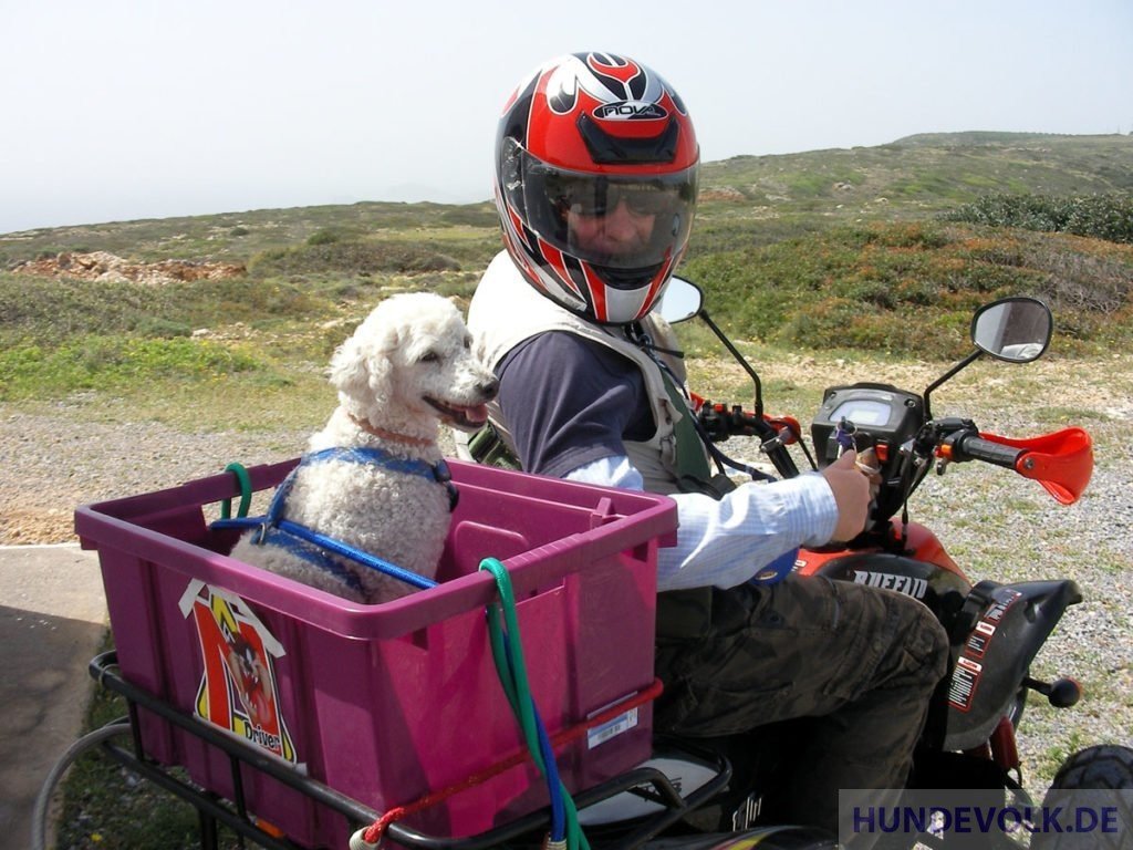 Hund auf Quad-Bike