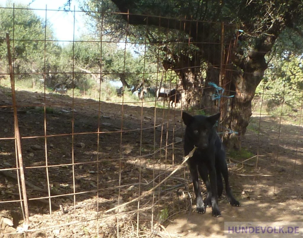 Herdenschutzhund