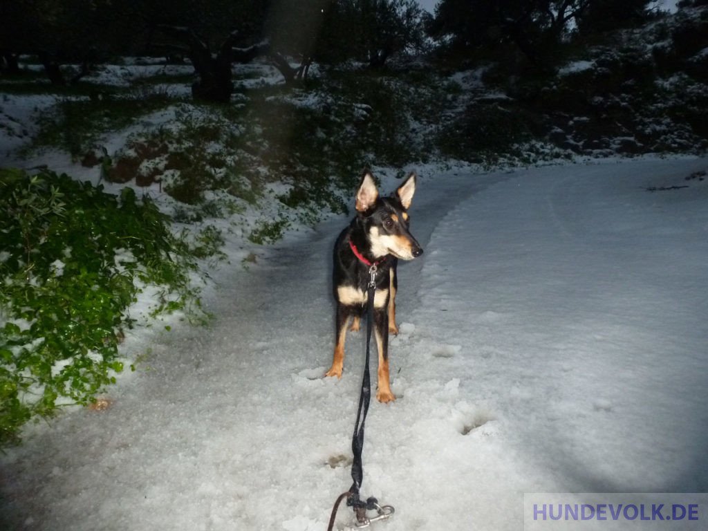 schöner kretischer Hütehund