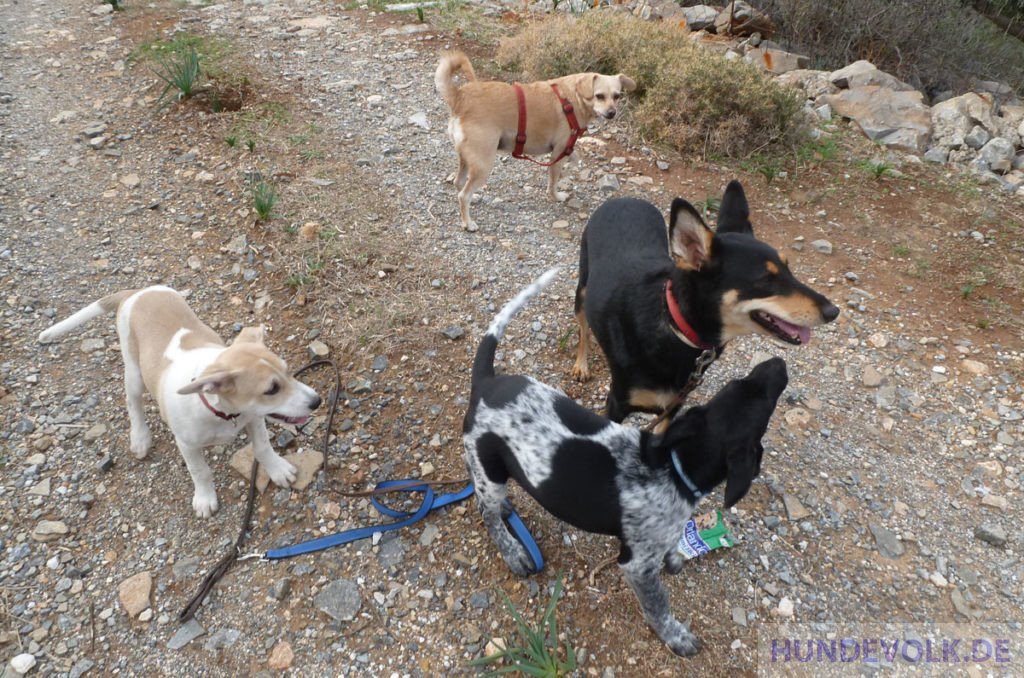Gruppe kretischer Hunde
