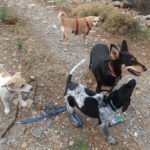 Gruppe kretischer Hunde