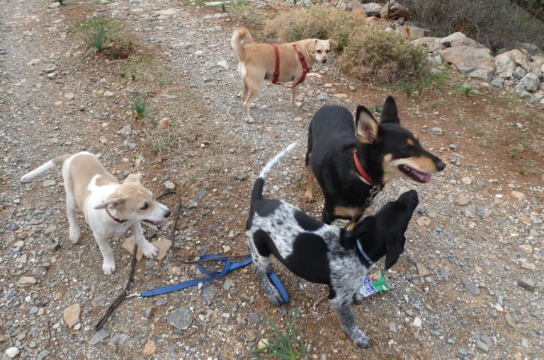 Gruppe kretischer Hunde