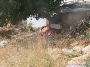 Hund auf dem Hügel Agios Haralampos (Agios Nikolaos)