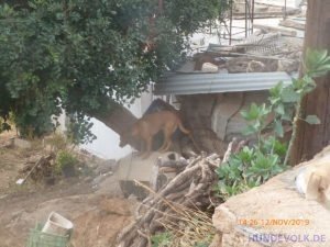 Hund auf dem Hügel Agios Haralampos