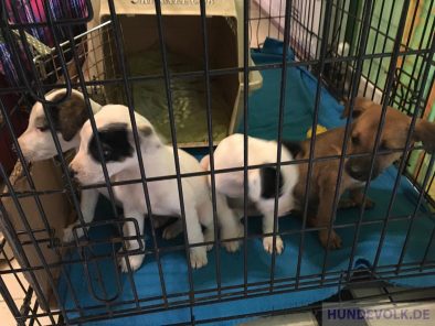 StClaus pups fostering