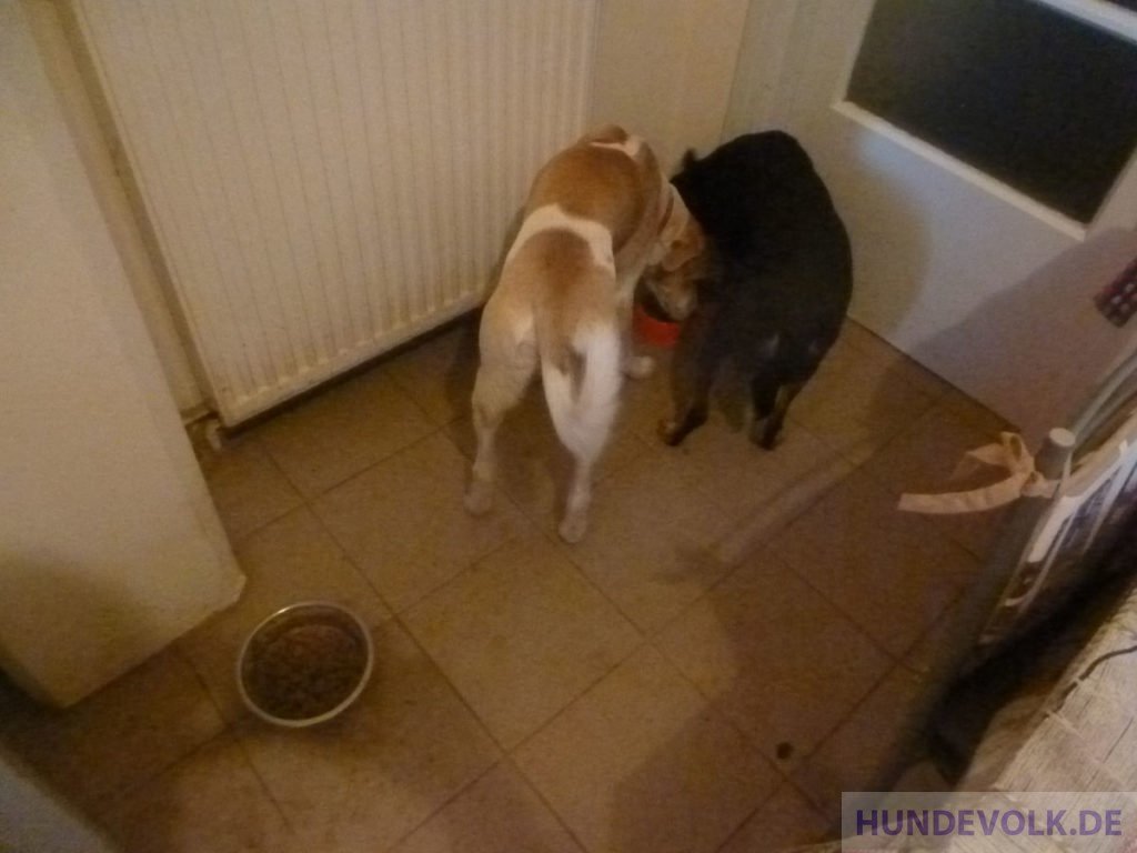 Zwei Hunde fressen aus einem Napf