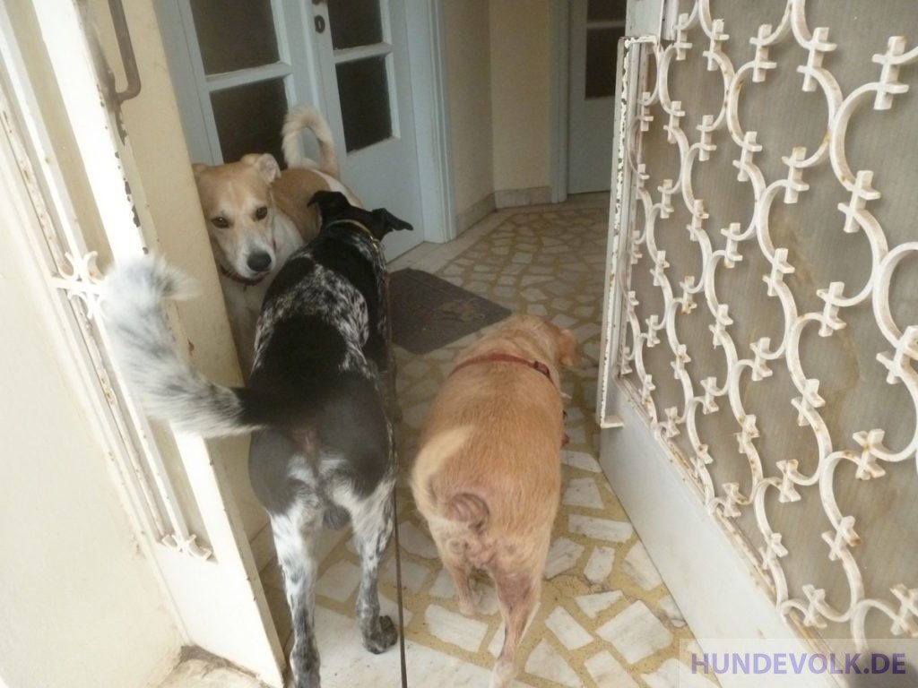 Rückkehr vom zwei Hunden vom Tierarzt-Besuch