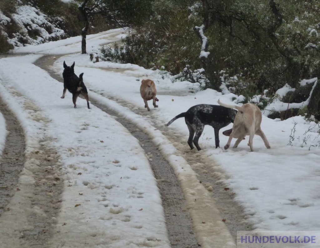 Rudel im Schnee