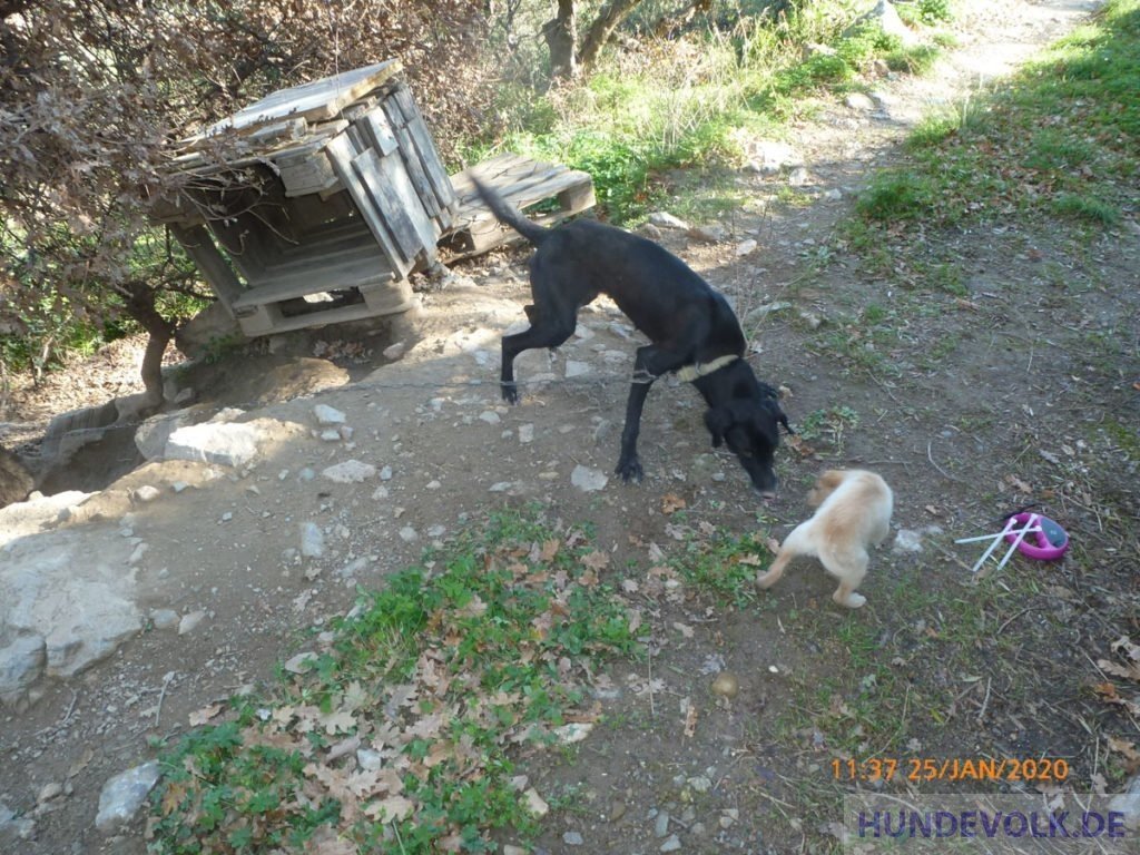 Kettenhund und Welpe in den Bergen
