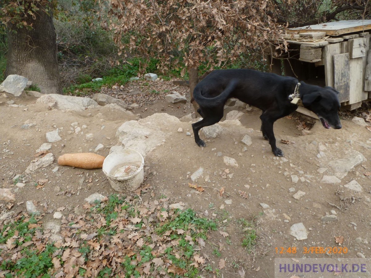 Leib Brot für die Hunde Hundevolk