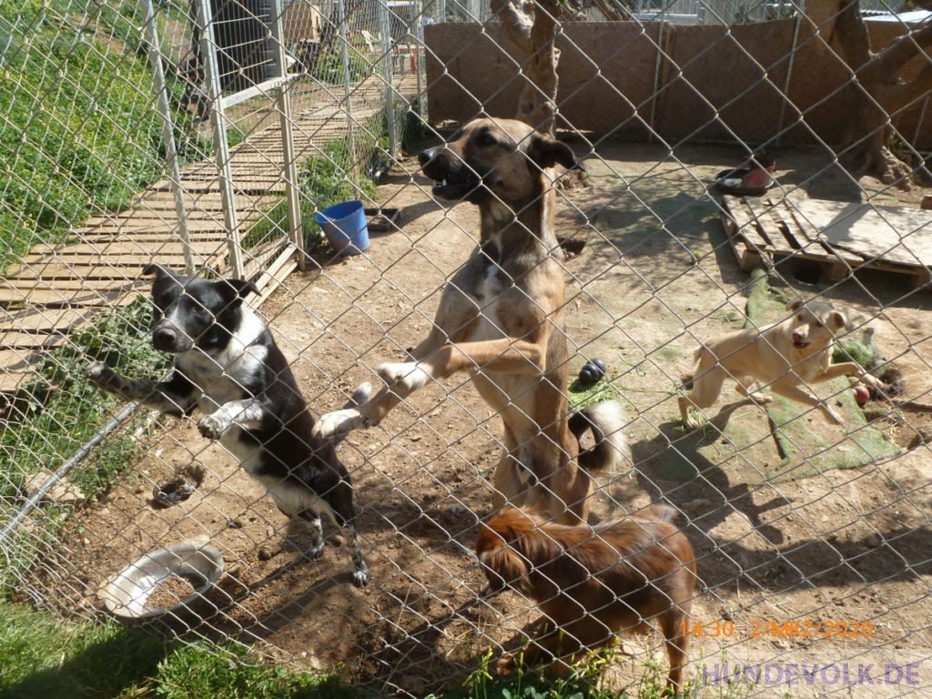 Hunde in Nikos Bronx Familia Tierheim
