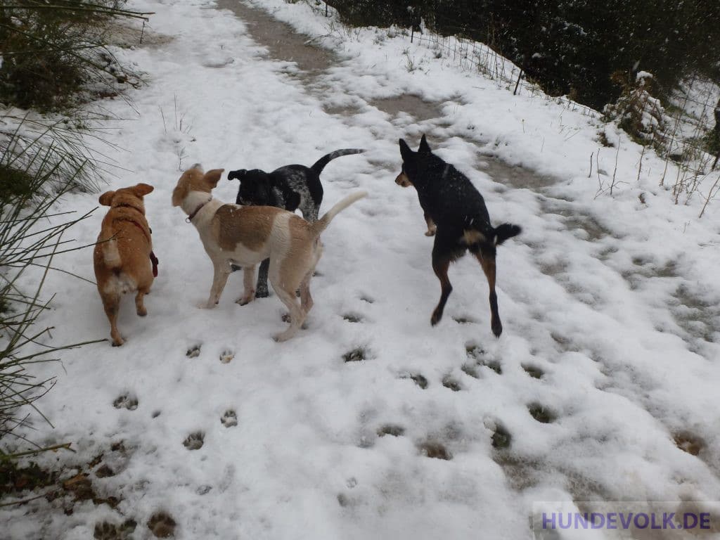 Hunderudel im Schnee