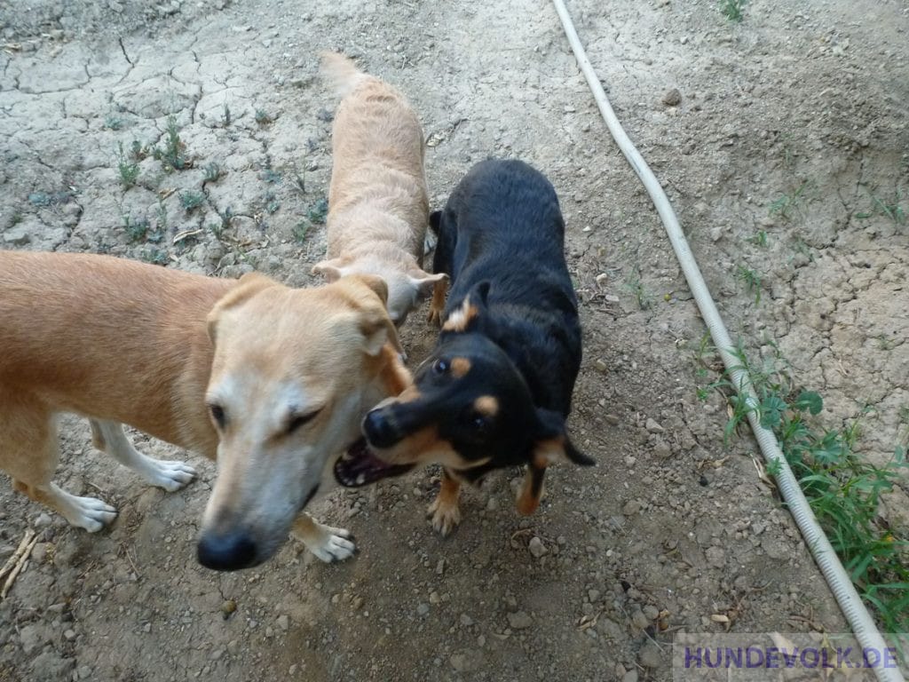 Sozialer Umgang zwischen Hunden