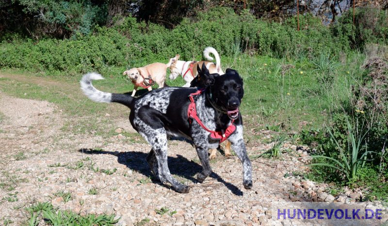 glückliche und zufriedene Hunde