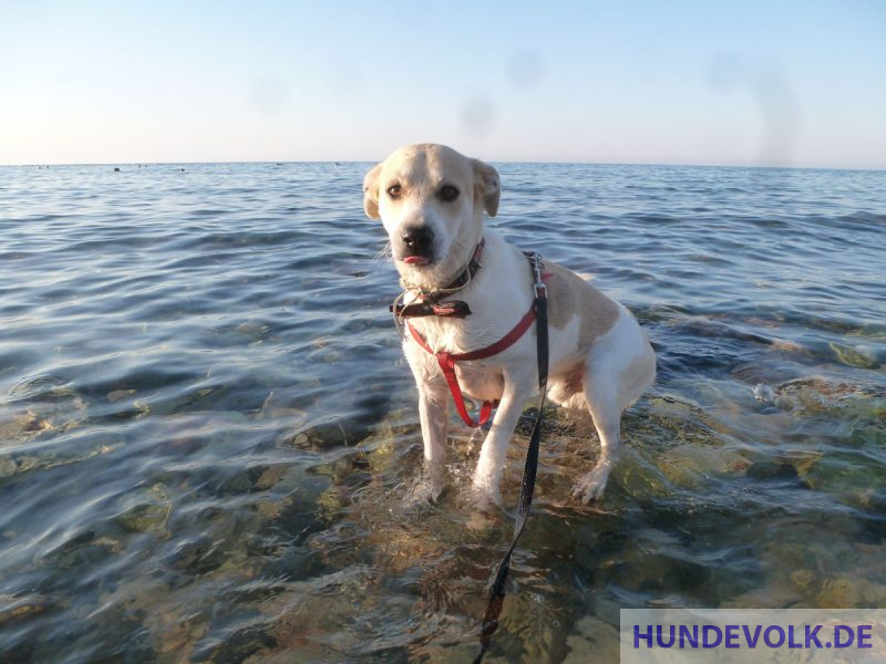 Hund hat Angst vor Meer