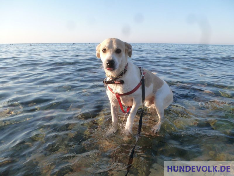 Hund hat Angst vor Meer