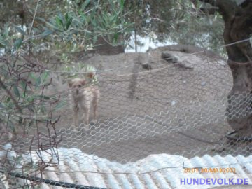 Hühnerhund am 20. Mai 2021