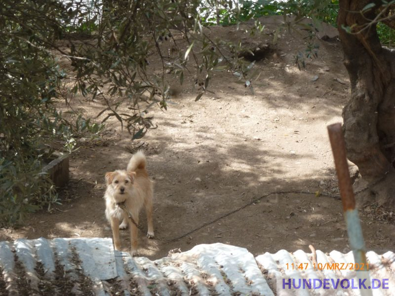 Hühnerhund