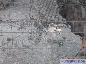 Hühnerhund 1. Juni 2021