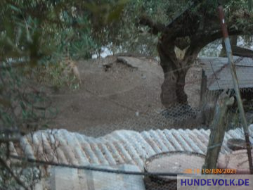 Hühnerhund 10.6.2021