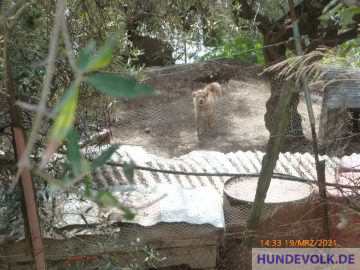 Hühnerhund am 19. März