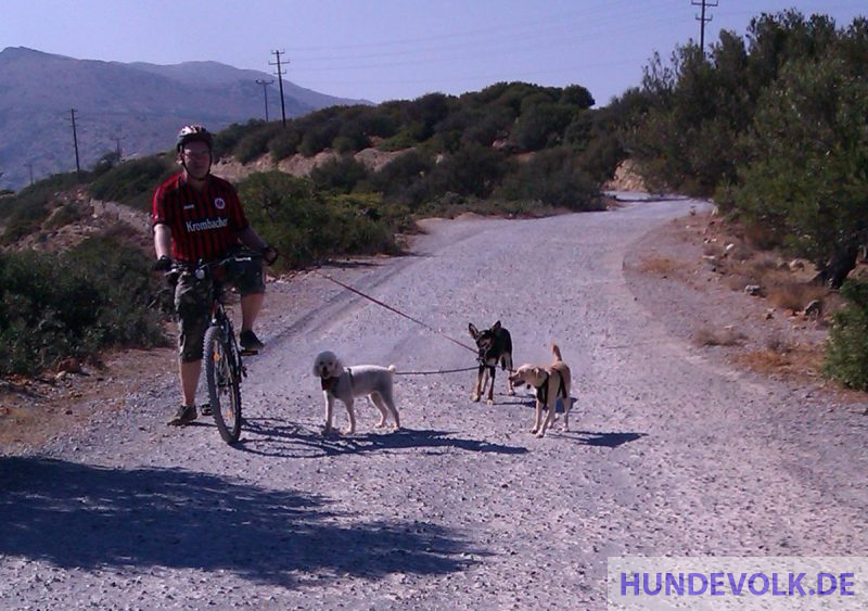 Fahhradfahrt mit mehreren Hunden