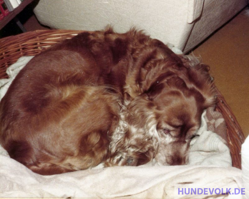 kranker Cockerspaniel