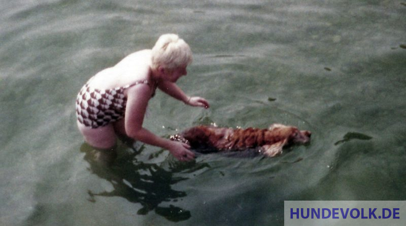 Hund beim Schwimm-Training