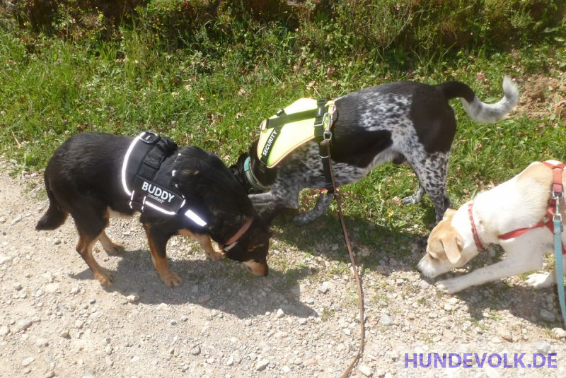 Hunde beim Schnüffeln