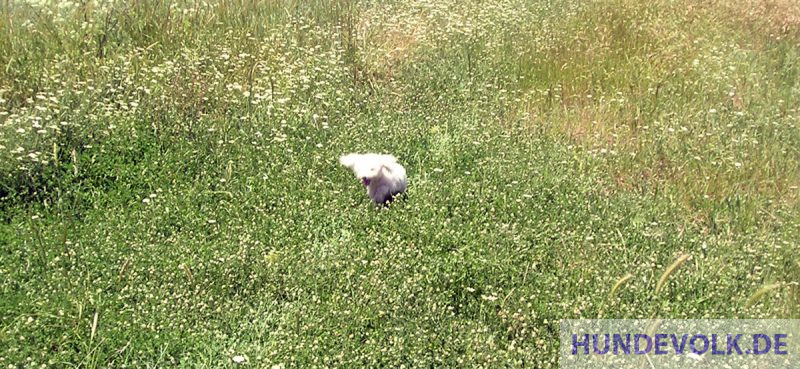 Terrier im Gras