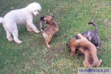 Welpen spielen miteinander