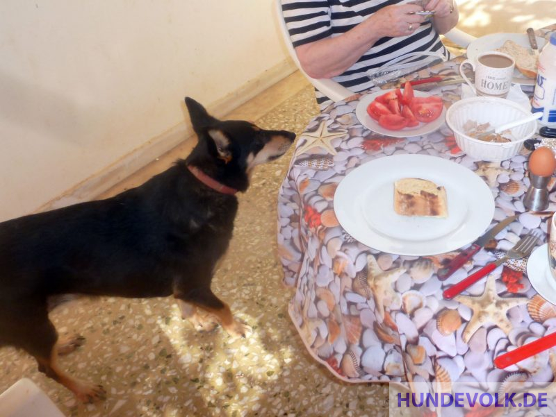 Erwachsener Hund am Tisch