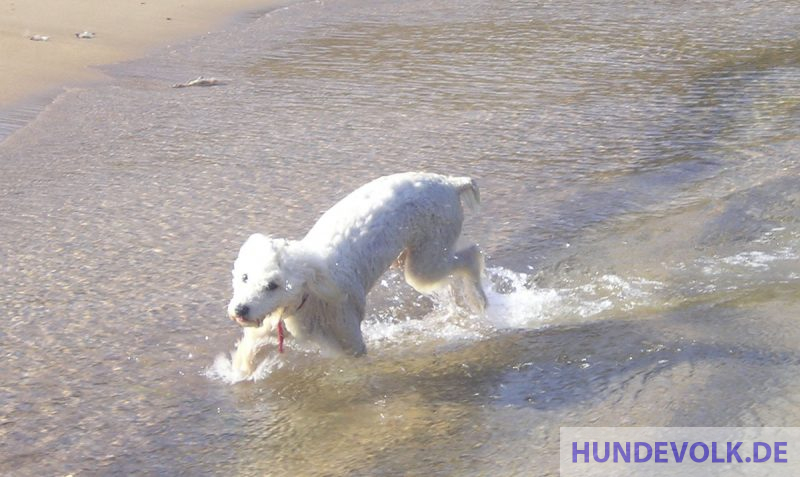 Hund schüttelt sich