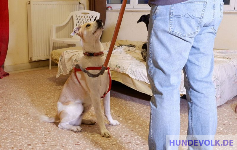 Kommunikation mit dem Hund